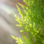 Chậu Giấy Gói Chậu Cây Tùng Thơm (40cm+) 121