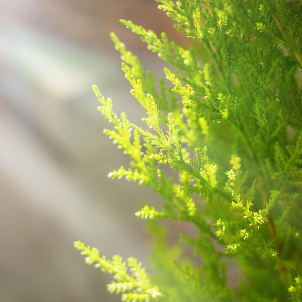 Chậu Giấy Gói Chậu Cây Tùng Thơm (40cm+) 121