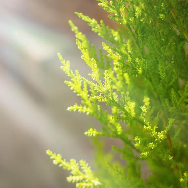 Chậu Giấy Gói Cây Tùng Thơm 40cm+ Decor 087