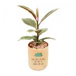 Chậu Trang Trí Thiên Nhiên Trong Lành 015