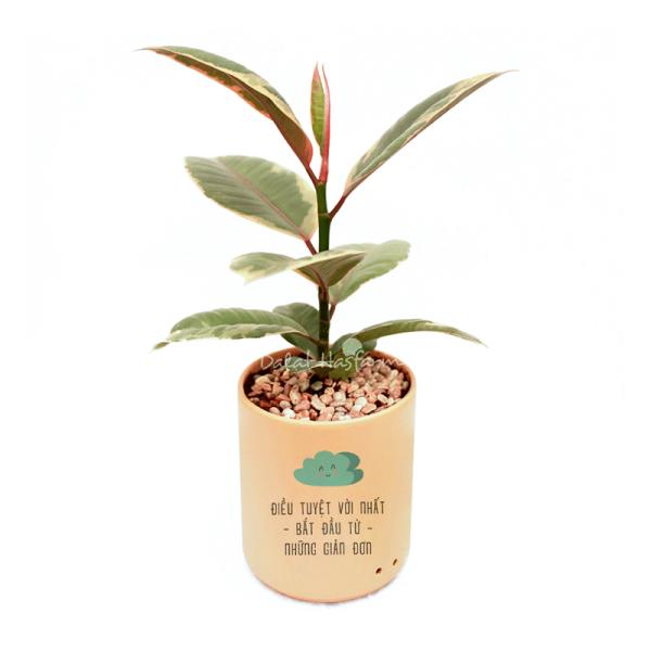 Chậu Trang Trí Thiên Nhiên Trong Lành 015