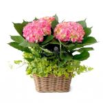 Chậu Hoa Thiết Kế Chân Thành 031