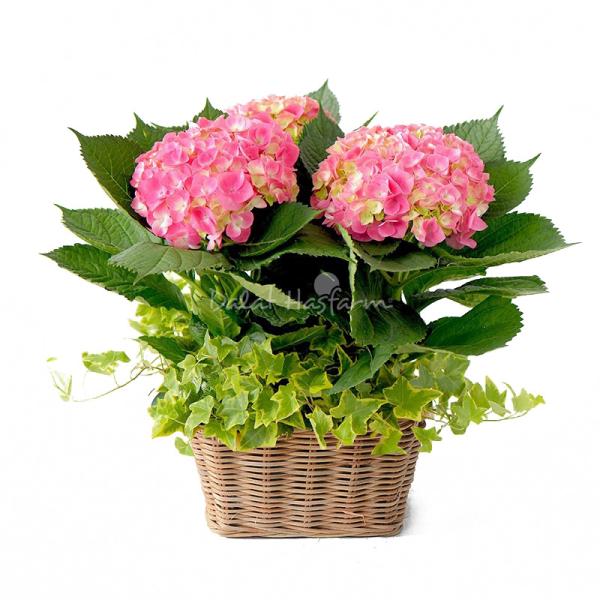 Chậu Hoa Thiết Kế Chân Thành 031