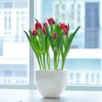 Chậu Hoa Thiết Kế Sắc Xuân 077