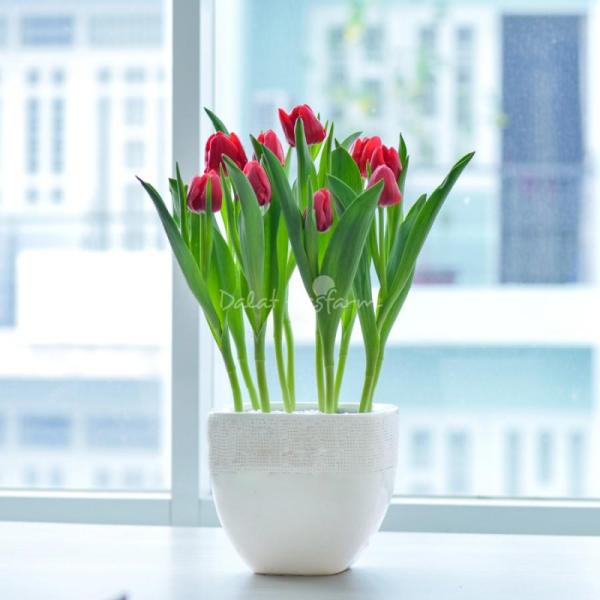 Chậu Hoa Thiết Kế Sắc Xuân 077