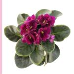 Plant4You - Chậu Hoa Violet Châu Phi