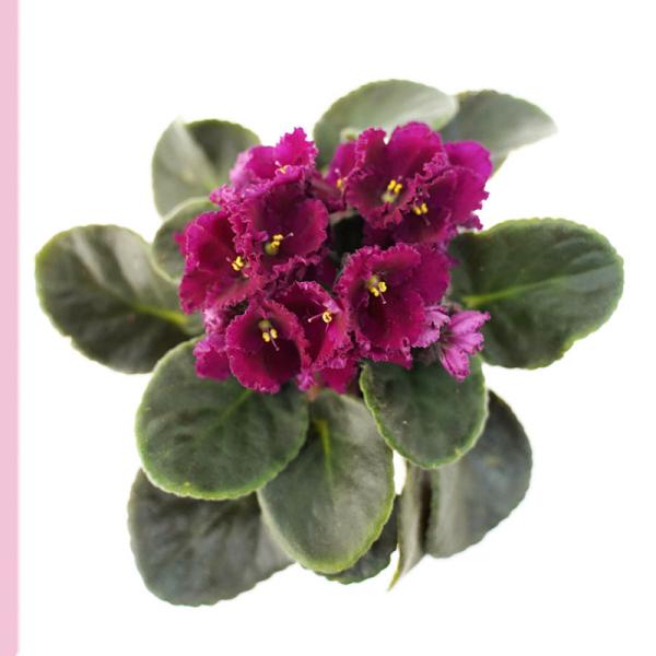 Plant4You - Chậu Hoa Violet Châu Phi