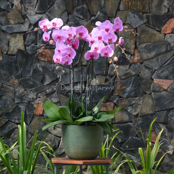 Lan Hồ Điệp Hồng Phát 050