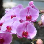 Lan Hồ Điệp Hồng Phát 050