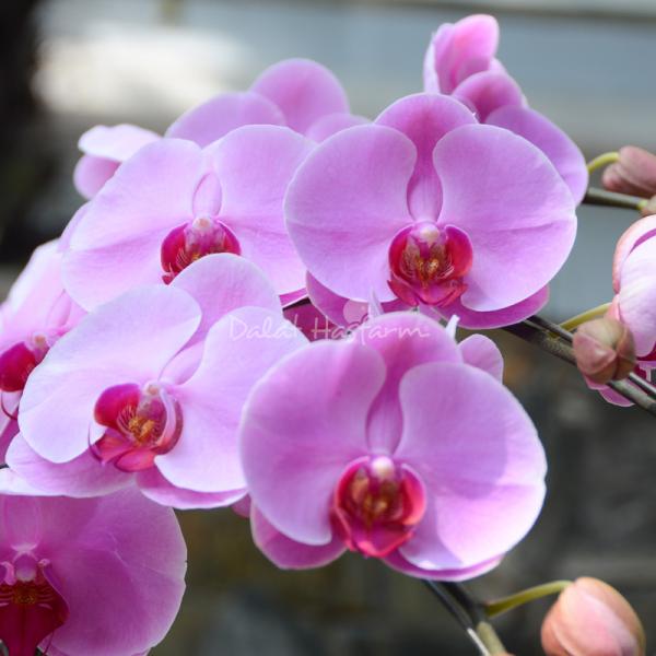 Lan Hồ Điệp Hồng Phát 050