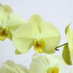 Lan Hồ Điệp Vạn Hạnh 087