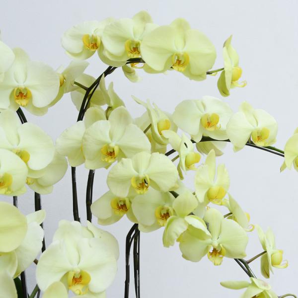 Lan Hồ Điệp Vạn Hạnh 056