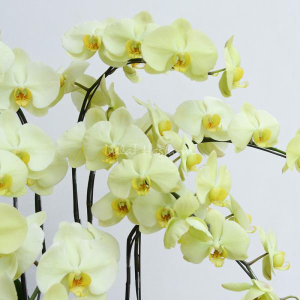 Lan Hồ Điệp Vạn Hạnh 003