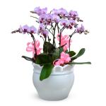 Lan Hồ Điệp Hồng Phát 051