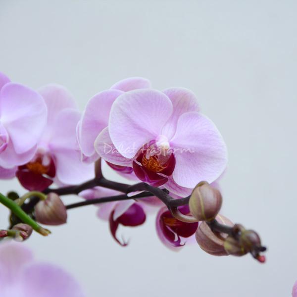 Lan Hồ Điệp Hồng Phát 051