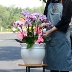 Lan Hồ Điệp Hồng Phát 051