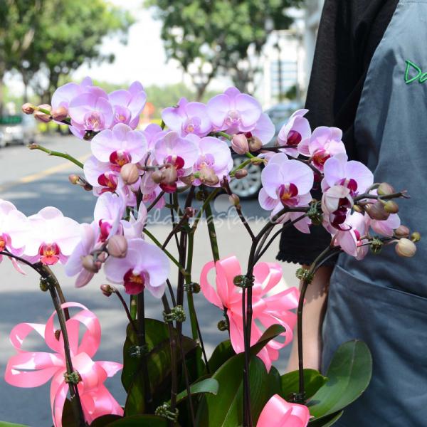 Lan Hồ Điệp Hồng Phát 051