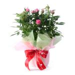 Chậu Giấy Gói Hoa Hồng trung 080