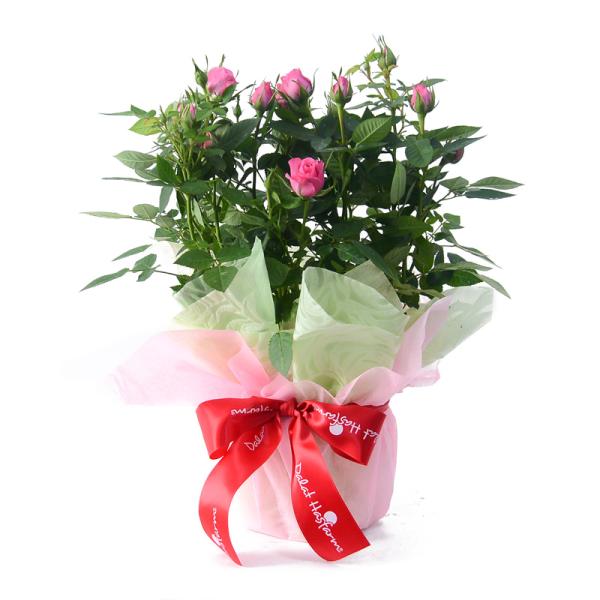 Chậu Giấy Gói Hoa Hồng trung 080