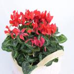 Giỏ Hoa Anh Thảo 004