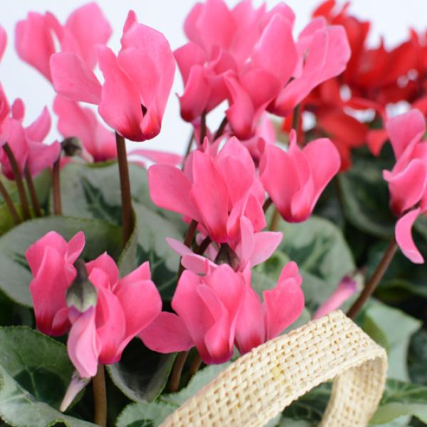 Giỏ Hoa Anh Thảo 004