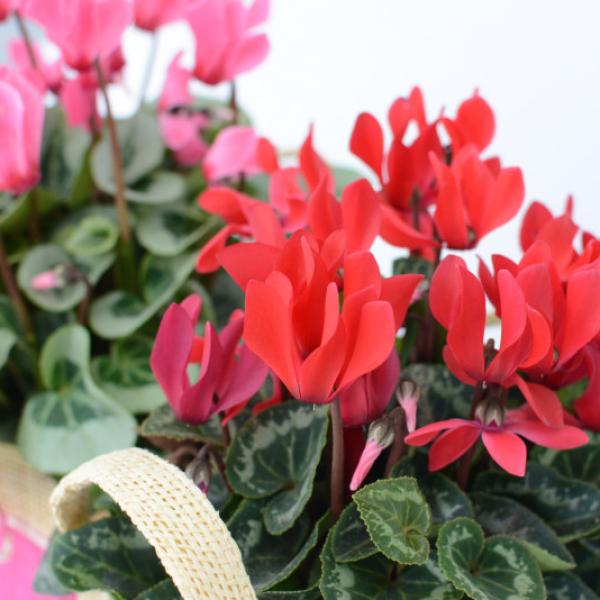 Giỏ Hoa Anh Thảo 004