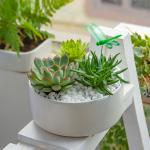 Chậu Cây Xanh Thiết Kế Đồng Xanh 098