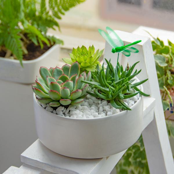 Chậu Cây Xanh Thiết Kế Đồng Xanh 098