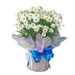 Chậu Giấy Gói Hoa Cúc Họa Mi 078