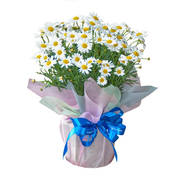 Chậu Giấy Gói Hoa Cúc Họa Mi 078