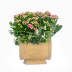 Chậu Hoa Thiết Kế Trường Thọ 021