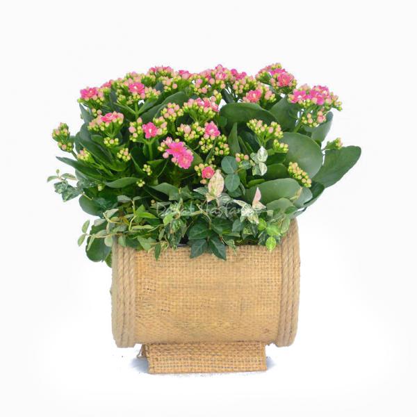 Chậu Hoa Thiết Kế Trường Thọ 021