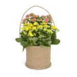 Chậu Hoa Thiết Kế Trường Thọ 022