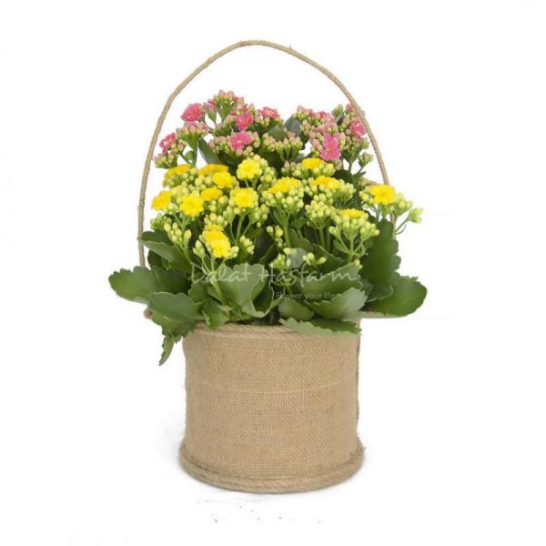 Chậu Hoa Thiết Kế Trường Thọ 022