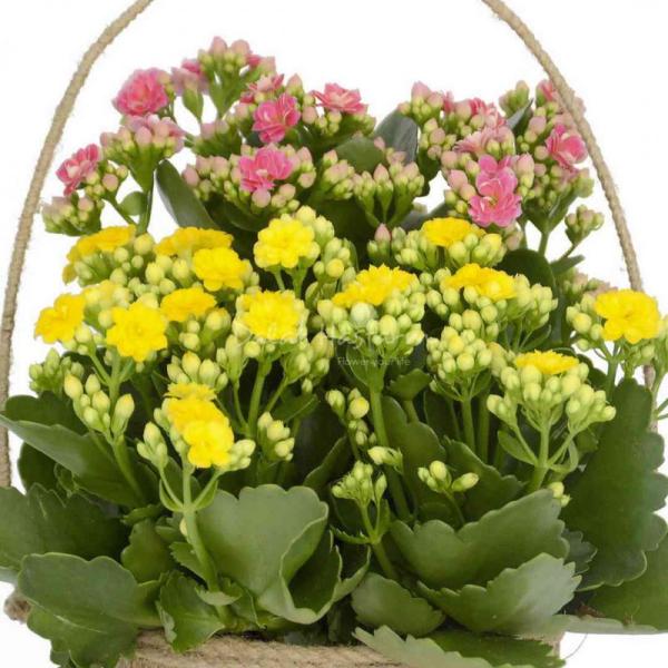 Chậu Hoa Thiết Kế Trường Thọ 022