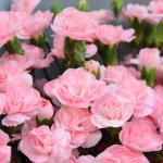 Bó Hoa Hạnh Phúc 232