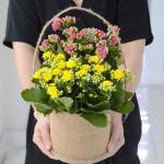 Chậu Hoa Thiết Kế Trường Thọ 022