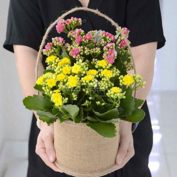 Chậu Hoa Thiết Kế Trường Thọ 022