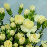 Bó Hoa Hạnh Phúc 233