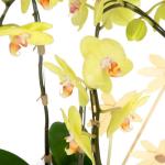 Lan Hồ Điệp Vạn Hạnh 002