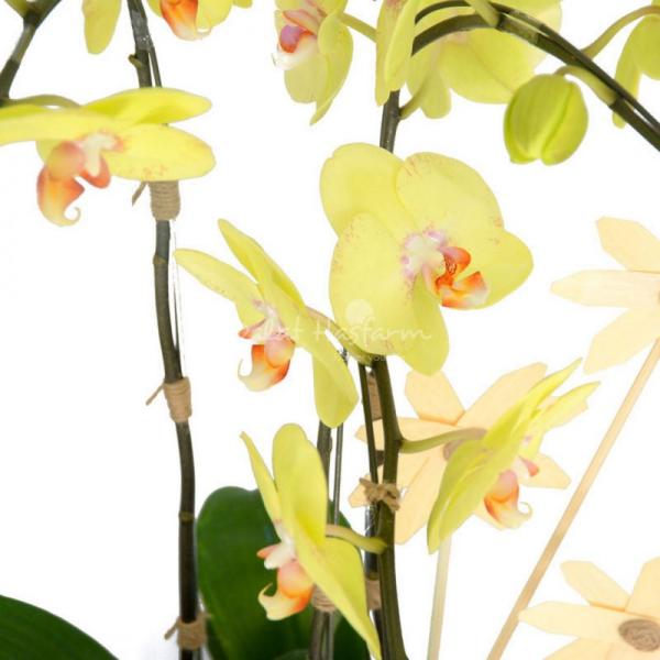 Lan Hồ Điệp Vạn Hạnh 002