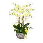 Lan Hồ Điệp Vạn Hạnh 003