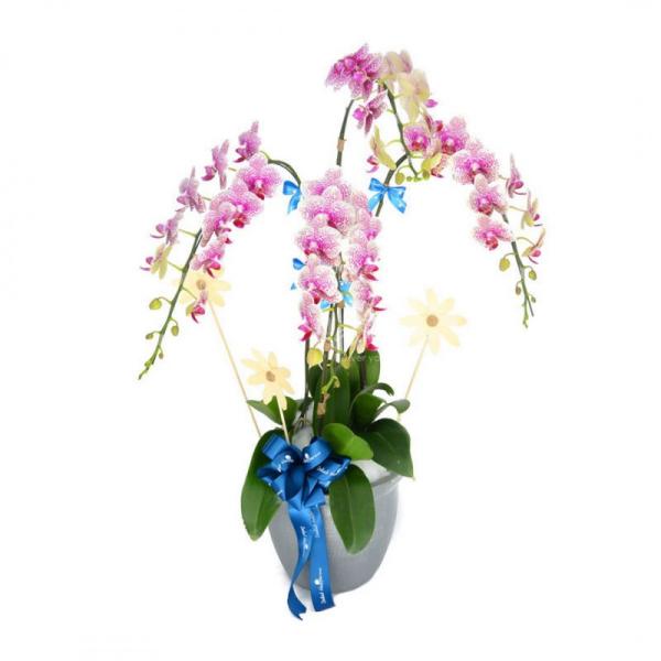 Lan Hồ Điệp Hồng Phát 004