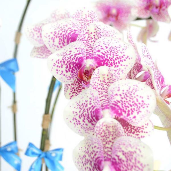 Lan Hồ Điệp Hồng Phát 004