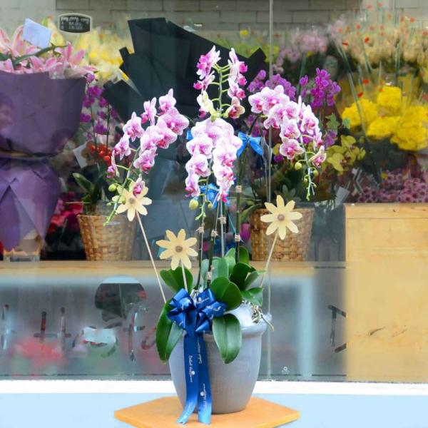 Lan Hồ Điệp Hồng Phát 004