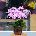 Lan Hồ Điệp Hồng Phát 010