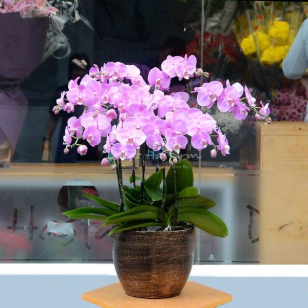 Lan Hồ Điệp Hồng Phát 010