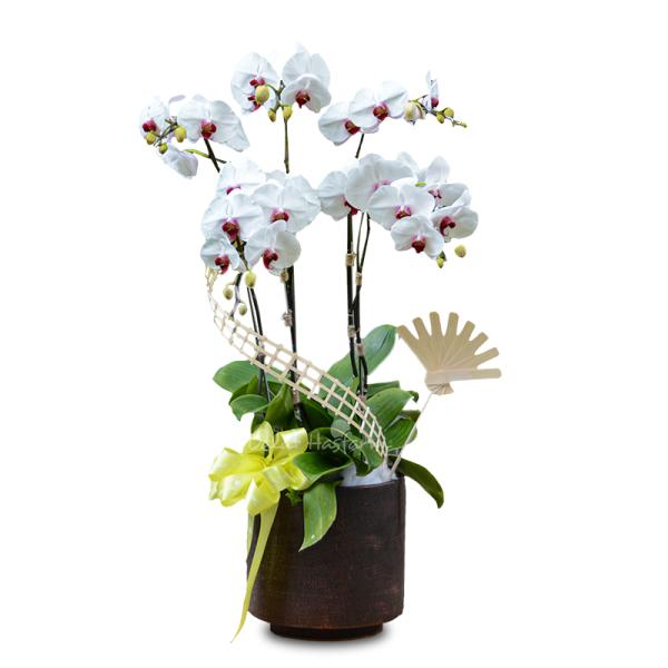 Lan Hồ Điệp Thịnh Vượng 011