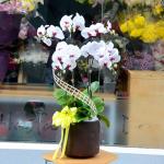 Lan Hồ Điệp Thịnh Vượng 011