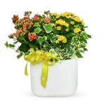 Chậu Hoa Thiết Kế Nắng Ấm 043